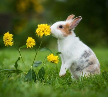 Kanin med blomst