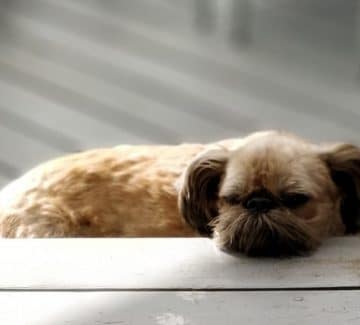 Griffon Bruxelles hunden Patton