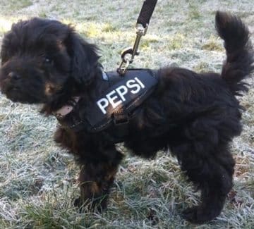 Hunden Pepsi