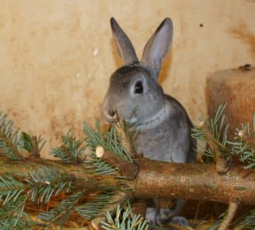 Chinchilla Lille Rex