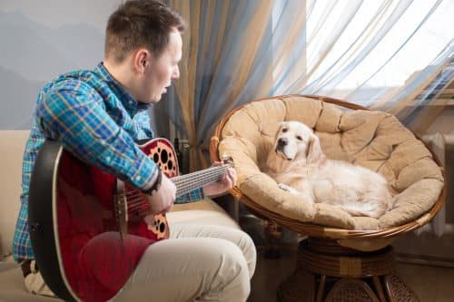 Spil musik for dit kæledyr