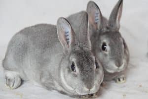 Chinchilla Lille Rex