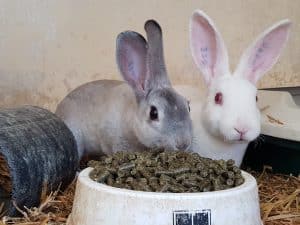 Chinchilla og Hvid rødøjet Lille Rex