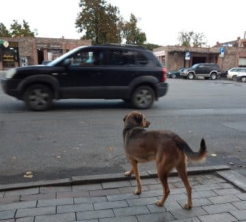 Gadehund i Georgien