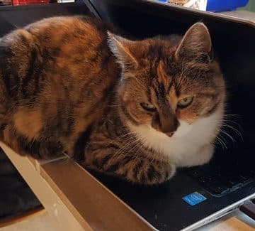 Kat hygger sig på PCen
