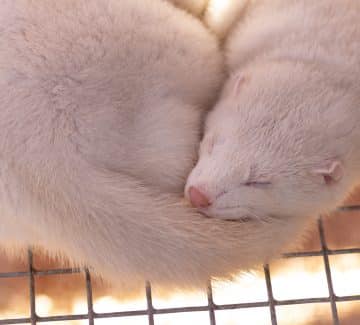 Mink