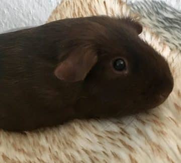 Chokoladefarvet marsvin (foto: Selina Maria Christensen)