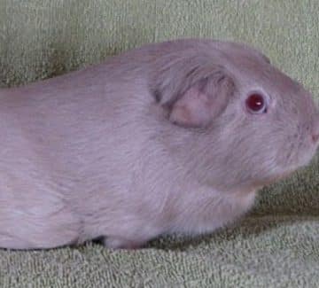 Lillafarvet marsvin (foto: Anette Pedersen)